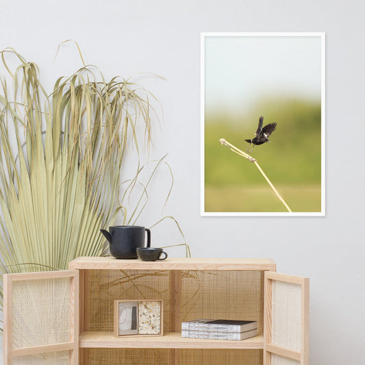 Poster - Elsterschmätzer Pied Bushchat Young Han Song artlia