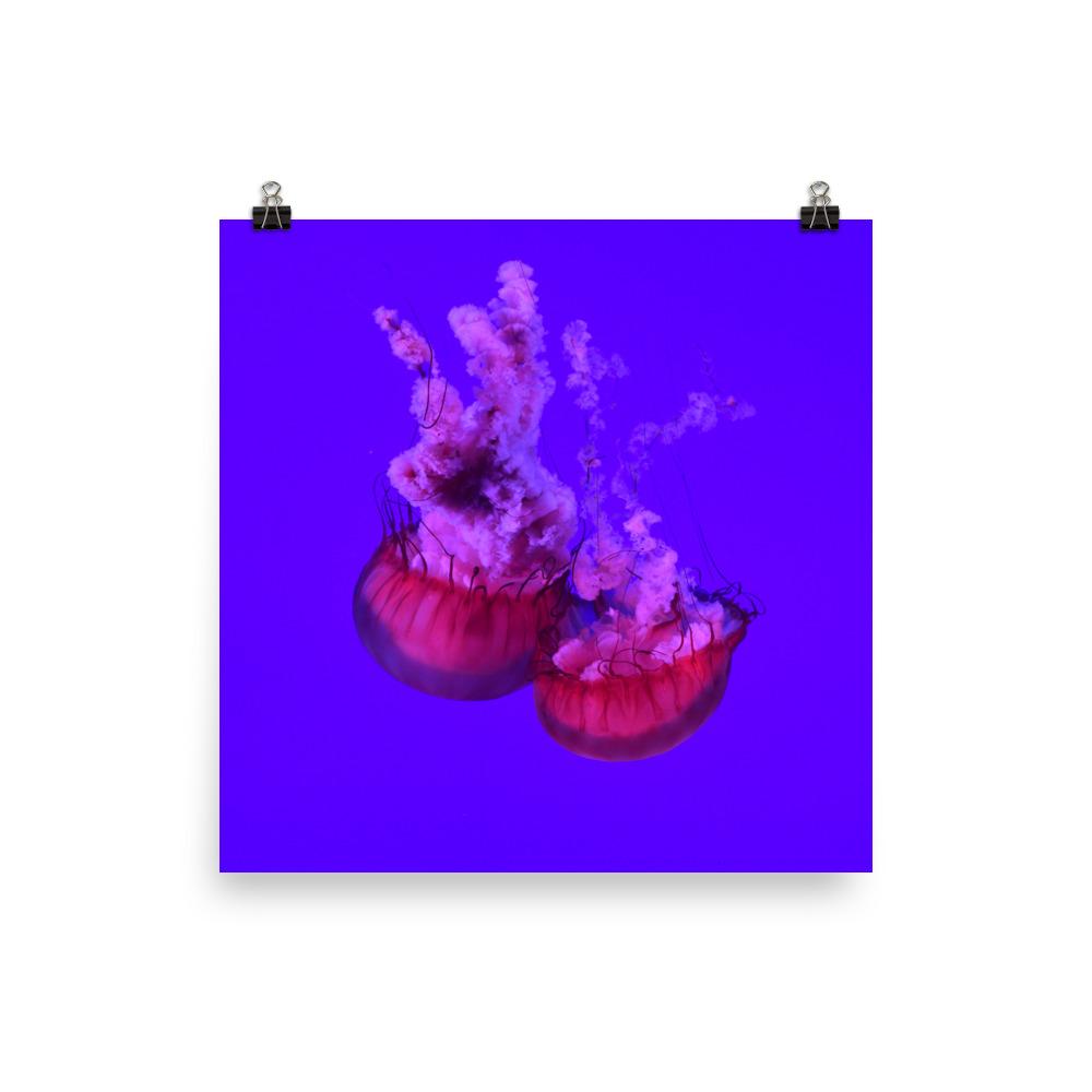 Pinke Qualle - Poster Kuratoren von artlia 25x25 cm artlia