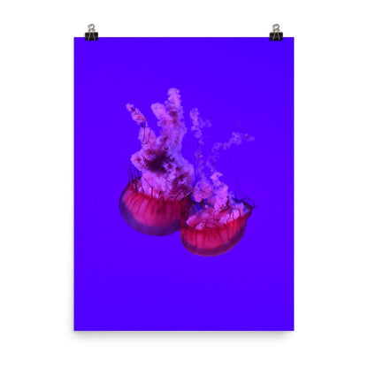 Pinke Qualle - Poster Kuratoren von artlia 30x41 cm artlia