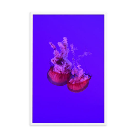 Pinke Qualle - Poster Kuratoren von artlia artlia